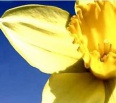 Narcis nie je len symbolom jari, ale predovšetkým za posledné roky sa stal symbolom boja proti rakovine. V tomto roku sa celoslovenská finančná zbierka známa ako Deň n…