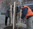 Dve desiatky stromov pribudli cez víkend v stromoradí na Račianskej ulici v bratislavskom Novom Meste. Akcia je výsledkom úspešného projektu ľudí z občianskeho združen…
