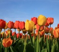 Na jar budúceho roka rozkvitne Nové Mesto tisíckami tulipánov. Mestská časť zabezpečila zhruba 50 tisíc kusov cibuliek tohto obľúbeného kvetu, viac ako tretinu z nich …