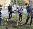 Zeleň v našej mestskej časti má nový prírastok. Na uliciach Piešťanská, Kyjevská a Legerského pribudlo v stredu 14 stromov – hrabov, líp a jaseňov. Vysadili ich žiaci …