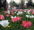 Bratislavské Nové Mesto túto jar rozkvitlo tisíckami tulipánov. Minulý rok na jeseň ich vysadili Novomešťania a mestská časť v rámci akcie "50 000 tulipánov pre Nové M…
