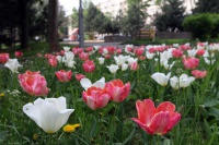 Nové Mesto rozkvitlo tisíckami tulipánov