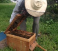 Do bratislavského Nového Mesta, kúsok od jazera Kuchajda, dnes zablúdil roj včiel. Pri rannej obhliadke svojho okrsku si to všimol jeden z novomestských inšpektorov ve…
